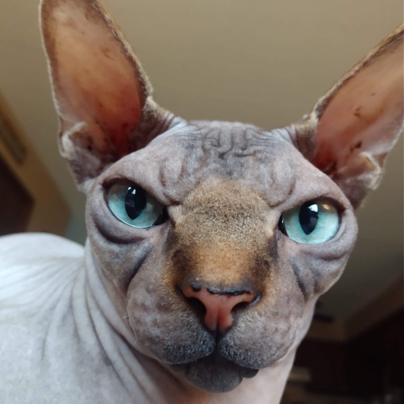 sphynxmom26
